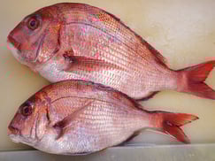 高級寿司　出前