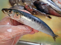 マイワシ　大船渡　未利用魚
