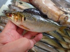 コハダの寿司　デリバリー