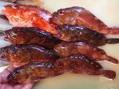 ウッカリカサゴの寿司　デリバリー　出前