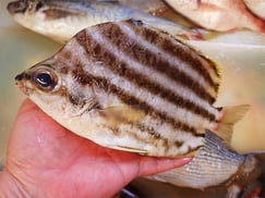 日本橋掘留町　寿司　出前　カゴカキダイ