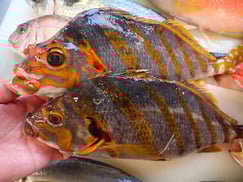 タカノハダイの寿司　デリバリー