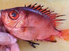 チカメキントキ　宮城県　未利用魚