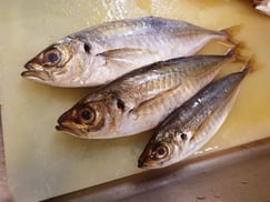 アオアジ　大船渡　未利用魚