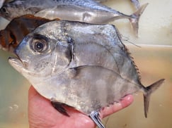 イトヒキアジの寿司　美味しいお寿司　出前