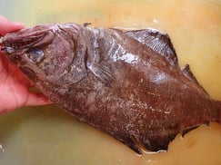 SDGs　アブラガレイの寿司　出前　デリバリー