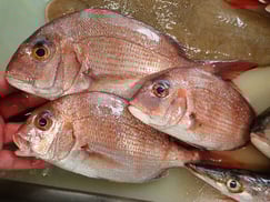 マダイの寿司　デリバリー