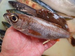 クロムツの寿司　デリバリー