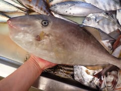 ウスバハギの寿司　デリバリー