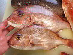 真鯛の寿司　デリバリー