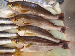 イサキの寿司　デリバリー　出前