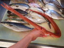 アカヤガラの寿司　デリバリー　出前