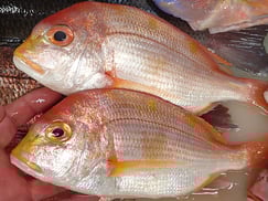 キダイの寿司　デリバリー