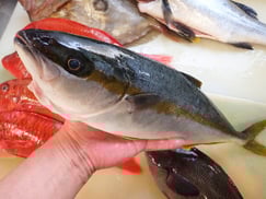 ヒラマサの寿司　美味しいお寿司　出前