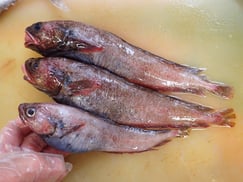 エゾイソアイナメ　大船渡　未利用魚