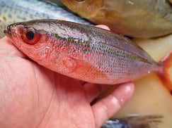 タカサゴの寿司　デリバリー