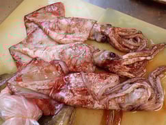 北海道　未利用魚