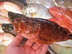 ウッカリカサゴの寿司　デリバリー