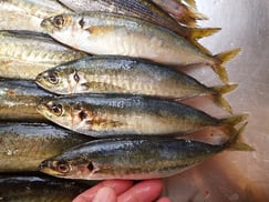 ムロアジの寿司　デリバリー