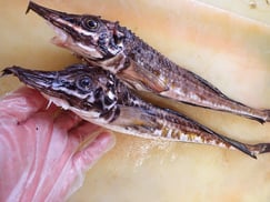 ハッカク　羅臼　未利用魚