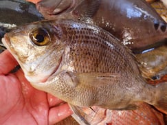 メイチダイの寿司　デリバリー