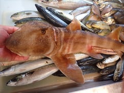 ネコザメの寿司　出前　デリバリー