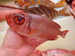 SDGs　未利用魚　ホウセキキントキ