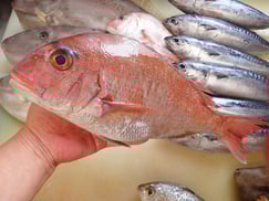 SDGs　チダイ　寿司　美味しいお寿司　出前