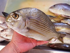 ヘダイの寿司　デリバリー　出前