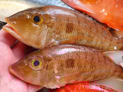 イトフエフキの寿司　デリバリー　出前