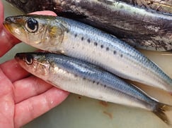 マイワシの寿司　デリバリー