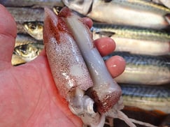 ケンサキイカの寿司　デリバリー