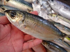 メアジの寿司　デリバリー