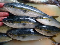 イナダの寿司　デリバリー　出前