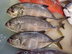 ギンガメアジの寿司　デリバリー