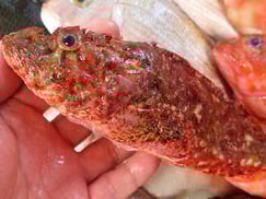 オニカサゴの寿司　デリバリー