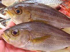 イサキのにぎり　寿司　出前