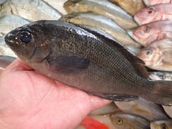 メジナの寿司　デリバリー