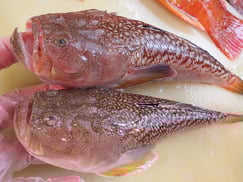 高級魚のミシマオコゼです。おまかせセットに入ります。