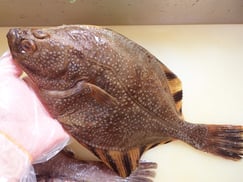 ヌマガレイは味がやや淡白ですが、昆布締めにするととても美味しくいただけます！