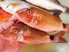 ホウライヒメジの寿司　美味しいお寿司　出前