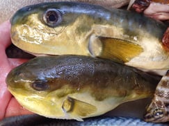 シロサバフグの寿司　デリバリー