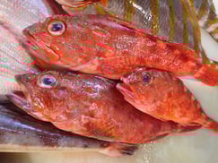 ウッカリカサゴの寿司　デリバリー　出前