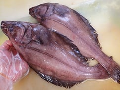 こちらもアブラガレイに負けじと脂が乗ってます。焼いたら身がなくなるほどの脂です。