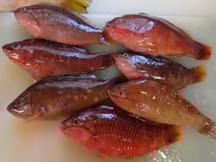 ベラの寿司　デリバリー　出前