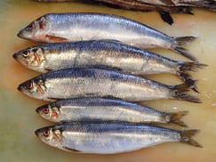 ニシン　知床　羅臼　未利用魚