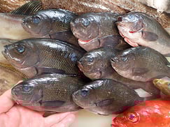 メジナの寿司　デリバリー