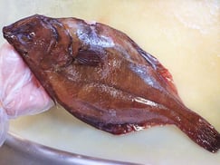 千代田区　寿司　出前　羅臼産　高級魚　クロガシラガレイ