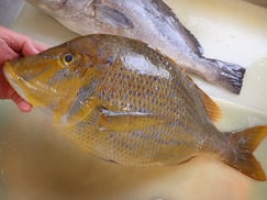 SDGs　ハマフエフキの寿司　美味しいお寿司　出前