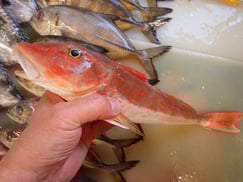 ホウボウの寿司　デリバリー　出前